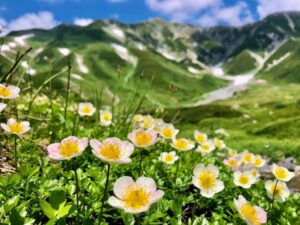 爽やかな風と美しい山々が迎える、夏の立山・天空散策