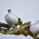 雷鳥　立山雪の大谷直行バスツアー